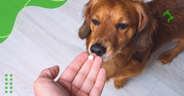 Melhores Vitaminas para Cães Idosos, Filhotes e Adultos