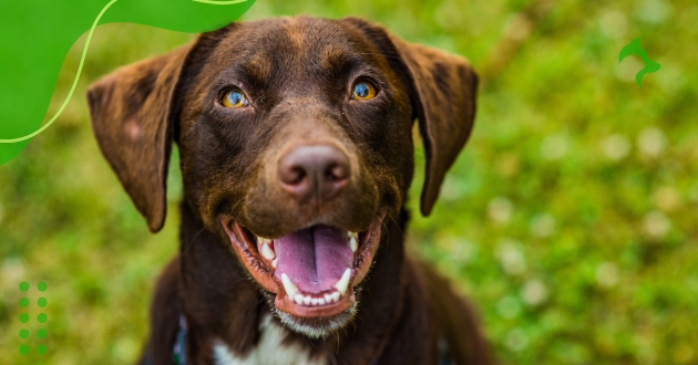 Raças de Cachorros Brincalhões mais Populares no Brasil