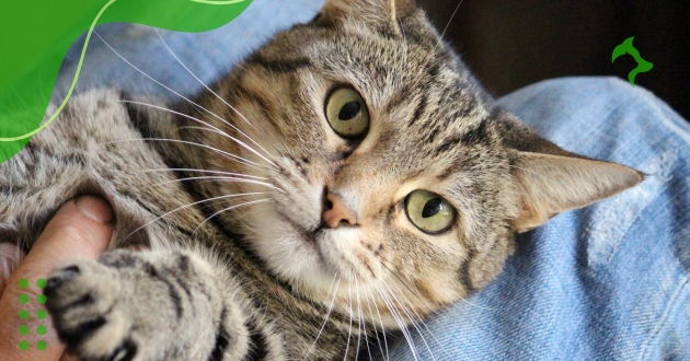 Raças de Gatos Carinhosos Ideais para Criar Dentro de Casa